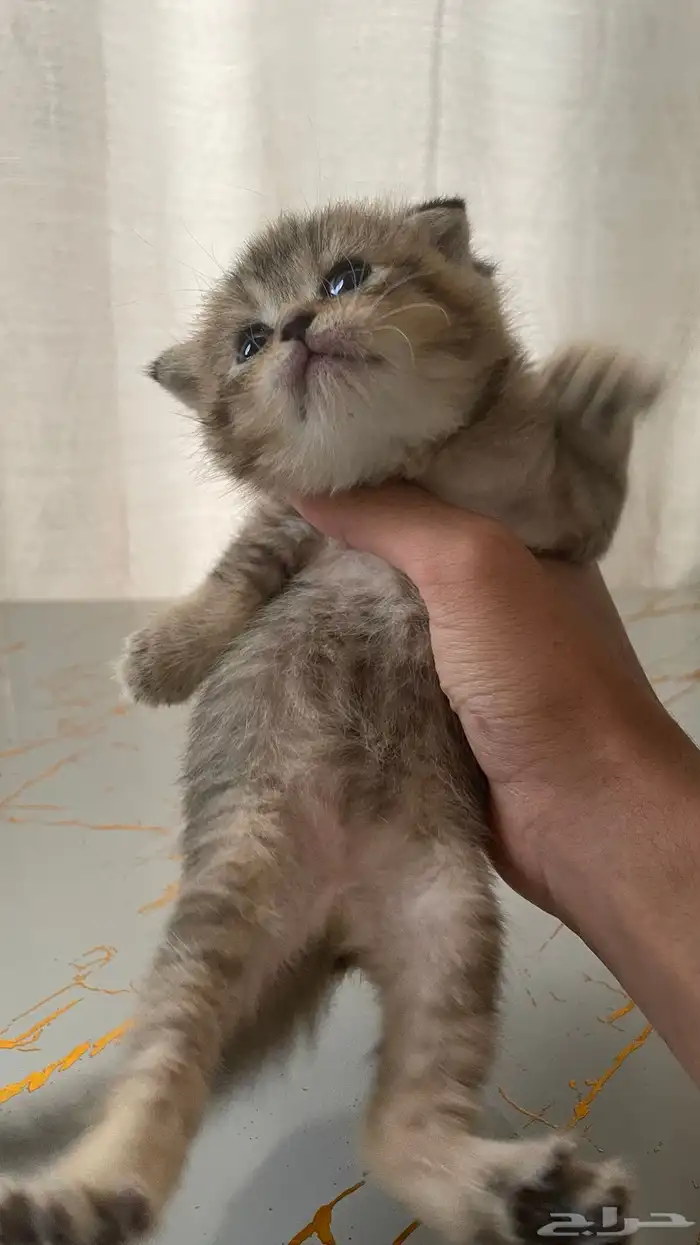 كيتن سكوتش فولد بيور 7