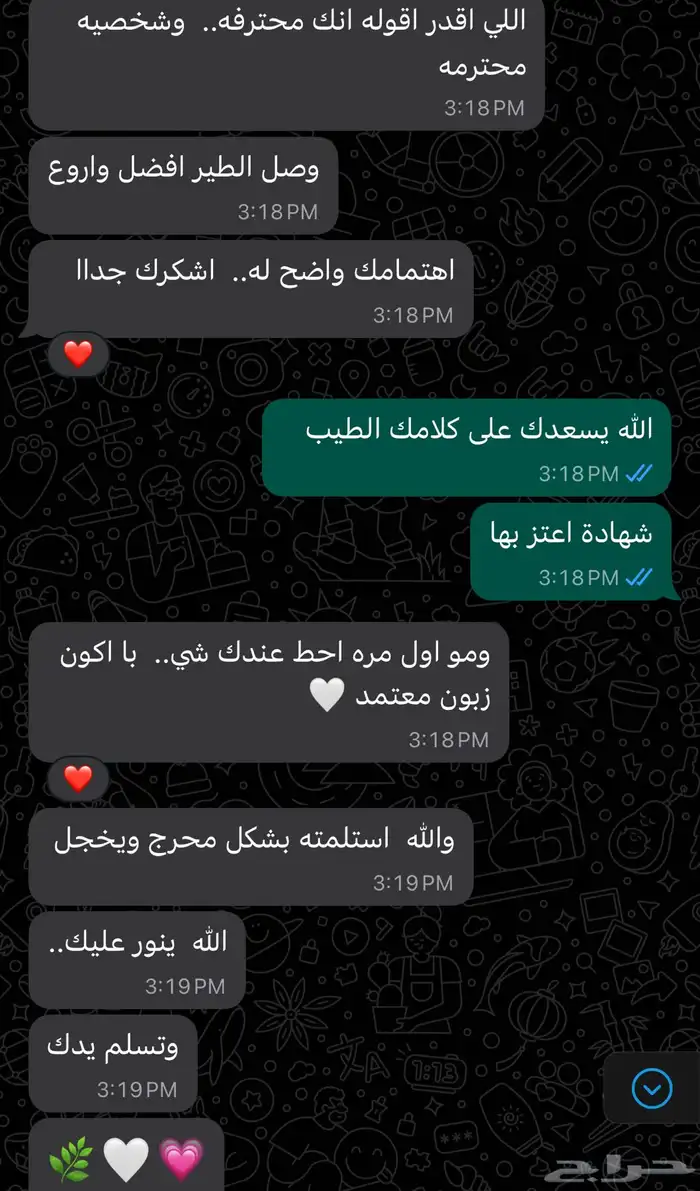 فندقة ودلع قطط نجران 5