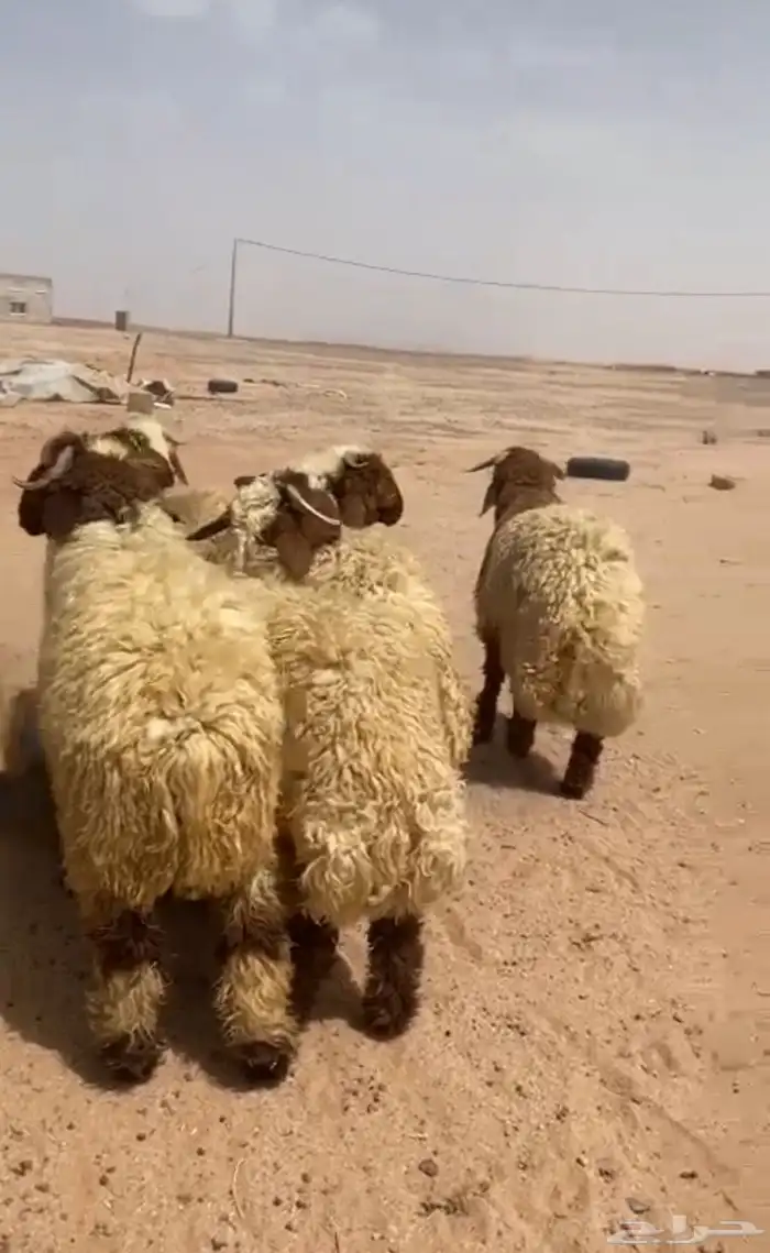 ذبائح بلدي 2