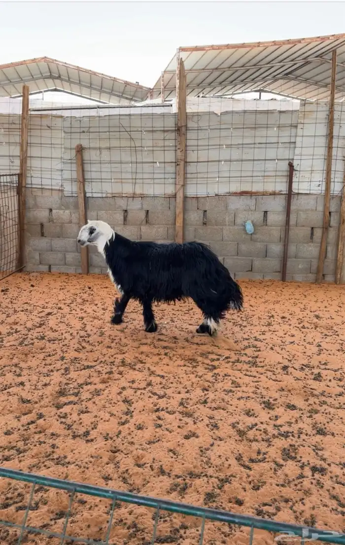 خروف نجدي 2