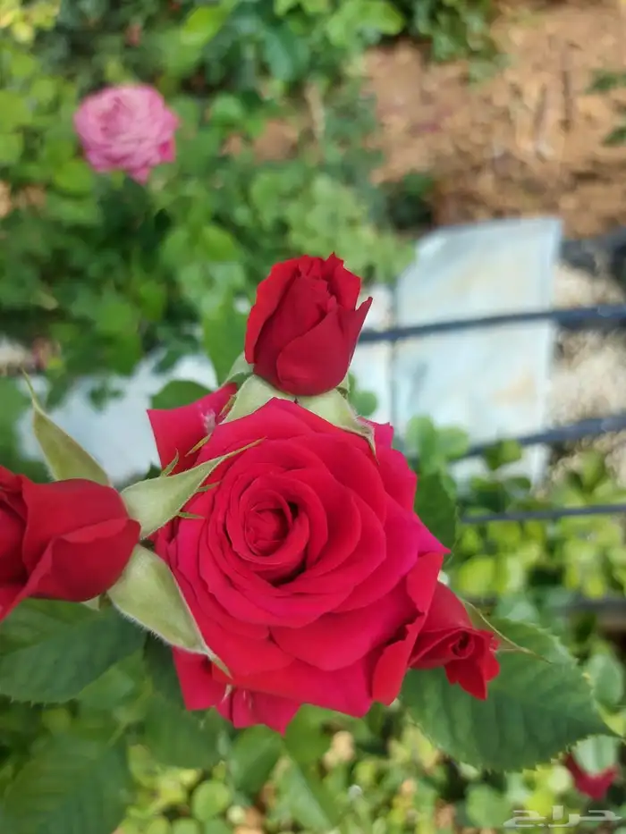 شتلات ورد فاخر من الاخر 7