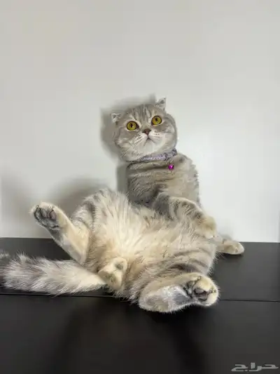 قط ذكر للتزاوج (سكوتش فولد) نوعية ممتازة Scottish Fold 3