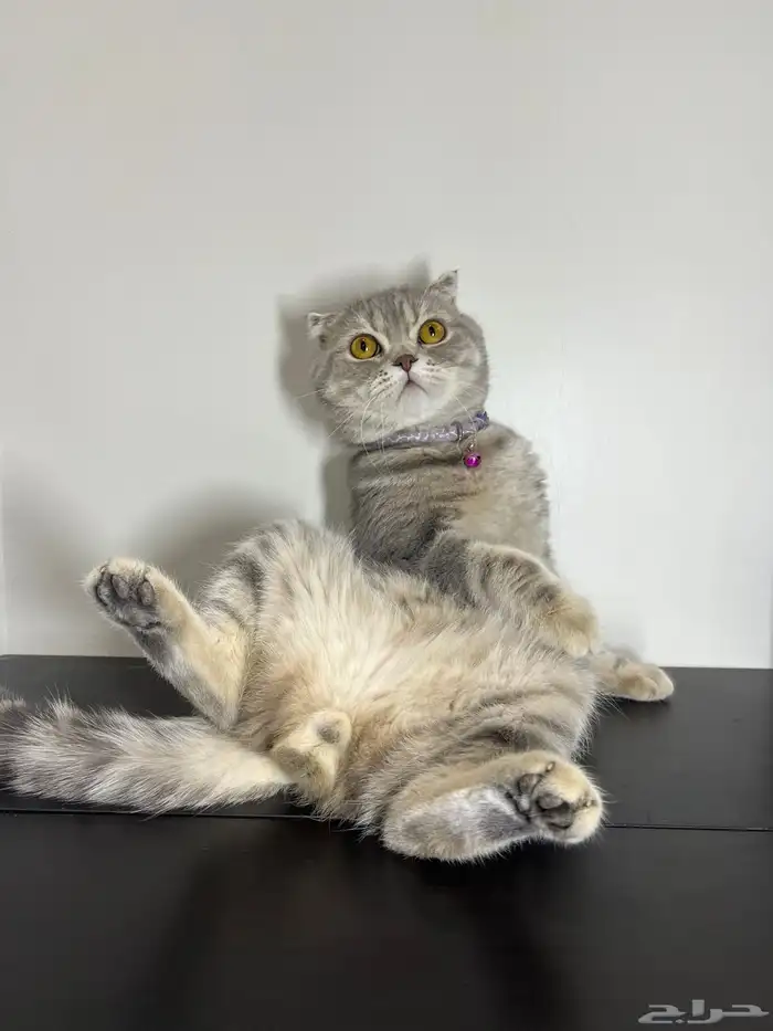 قط ذكر للتزاوج (سكوتش فولد) نوعية ممتازة Scottish Fold 3