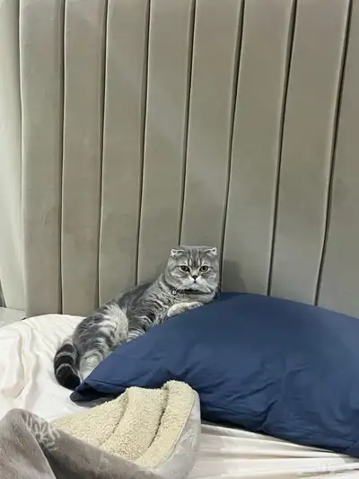 قط ذكر للتزاوج (سكوتش فولد) نوعية ممتازة Scottish Fold 11