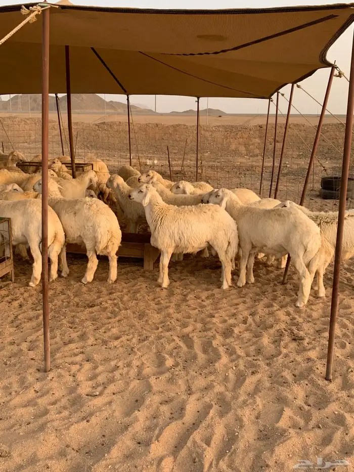 حري ذبايح مناسبات ذبائح ثلاجه يوجد توصيل 3