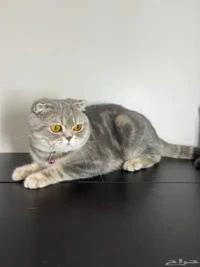 قط ذكر للتزاوج (سكوتش فولد) نوعية ممتازة Scottish Fold 2