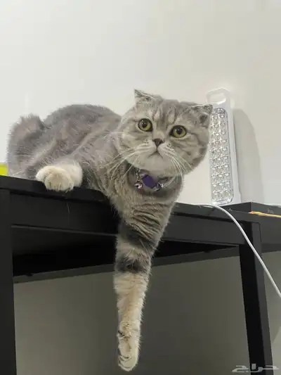 قط ذكر للتزاوج (سكوتش فولد) نوعية ممتازة Scottish Fold 15