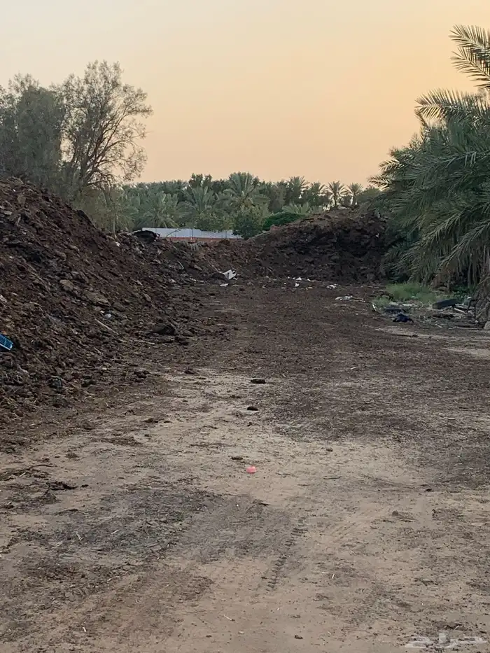 سماد ابقار صافي طبيعي 100 1