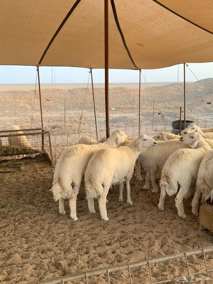 حري ذبايح مناسبات ذبائح ثلاجه يوجد توصيل 1