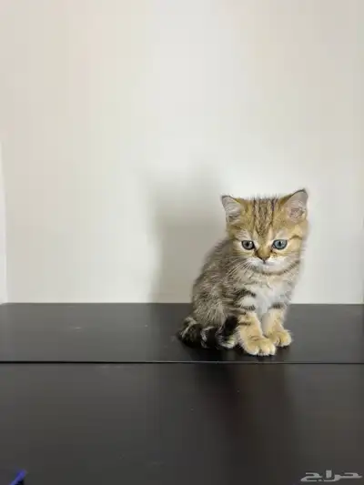 قط ذكر للتزاوج (سكوتش فولد) نوعية ممتازة Scottish Fold 7