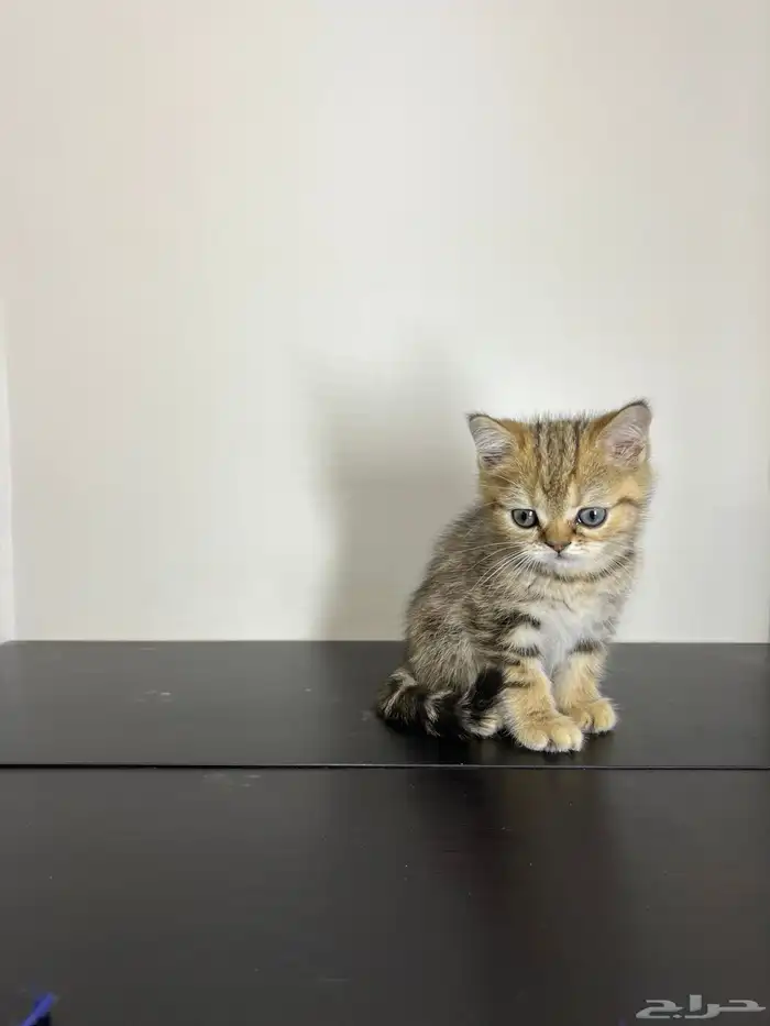 قط ذكر للتزاوج (سكوتش فولد) نوعية ممتازة Scottish Fold 7