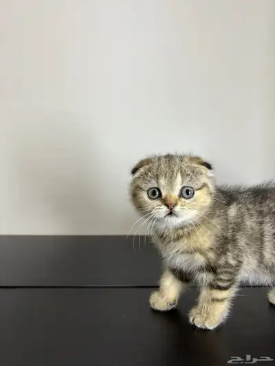 قط ذكر للتزاوج (سكوتش فولد) نوعية ممتازة Scottish Fold 5