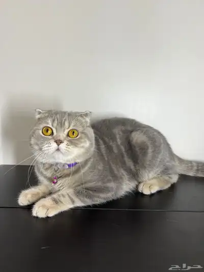 قط ذكر للتزاوج (سكوتش فولد) نوعية ممتازة Scottish Fold 0