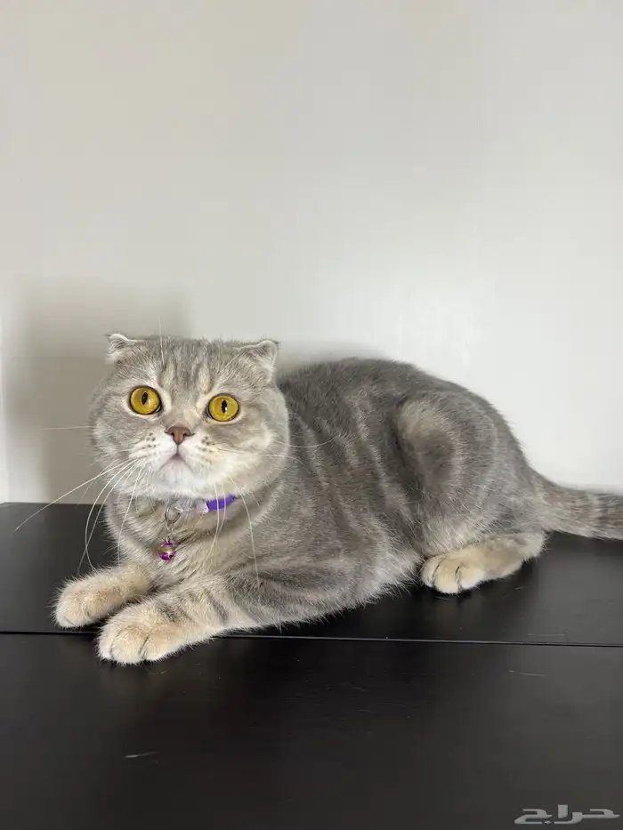 قط ذكر للتزاوج (سكوتش فولد) نوعية ممتازة Scottish Fold 0