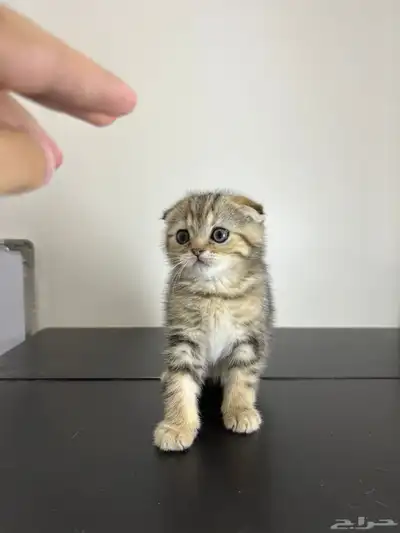 قط ذكر للتزاوج (سكوتش فولد) نوعية ممتازة Scottish Fold 6