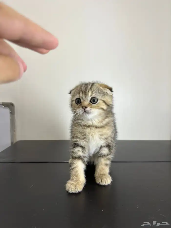 قط ذكر للتزاوج (سكوتش فولد) نوعية ممتازة Scottish Fold 6
