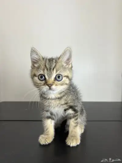 قط ذكر للتزاوج (سكوتش فولد) نوعية ممتازة Scottish Fold 9