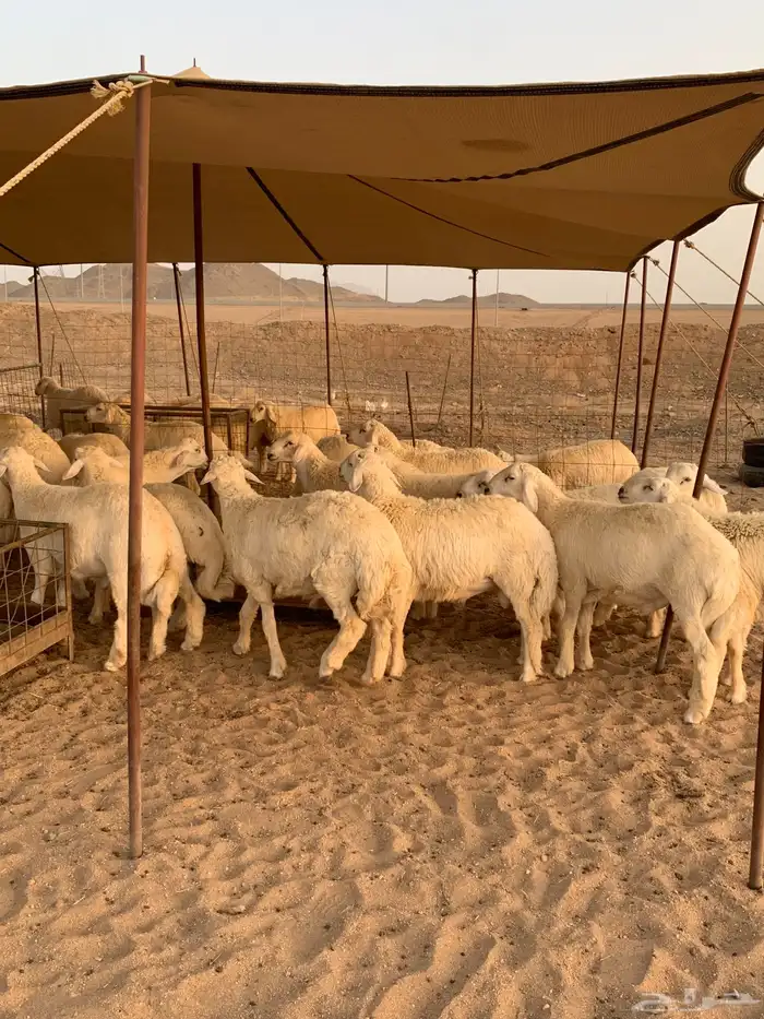 حري ذبايح مناسبات ذبائح ثلاجه يوجد توصيل 4