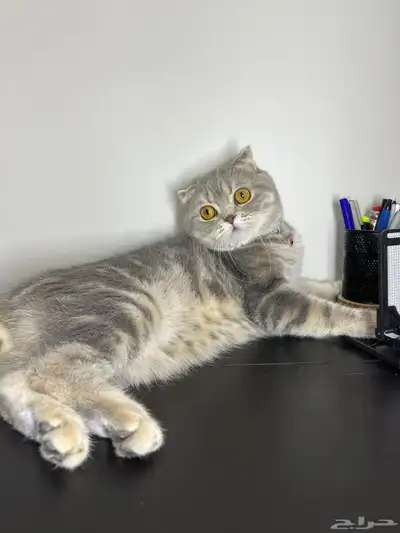 قط ذكر للتزاوج (سكوتش فولد) نوعية ممتازة Scottish Fold 1