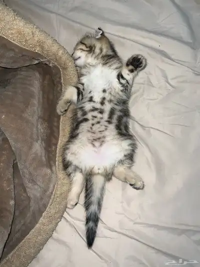 قط ذكر للتزاوج (سكوتش فولد) نوعية ممتازة Scottish Fold 10