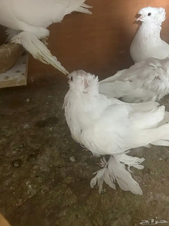 جوز نجف تم البيع 2