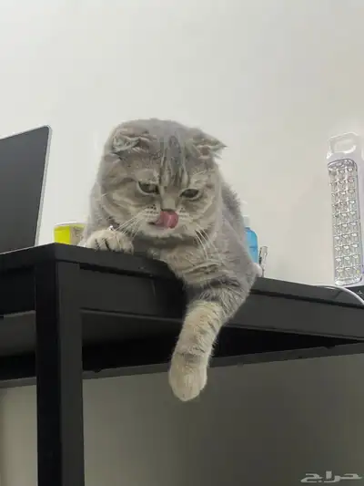 قط ذكر للتزاوج (سكوتش فولد) نوعية ممتازة Scottish Fold 14
