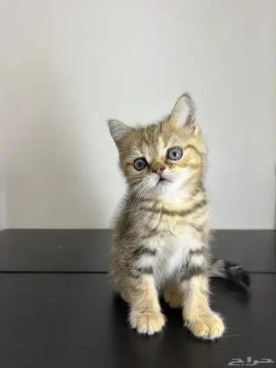قط ذكر للتزاوج (سكوتش فولد) نوعية ممتازة Scottish Fold 8