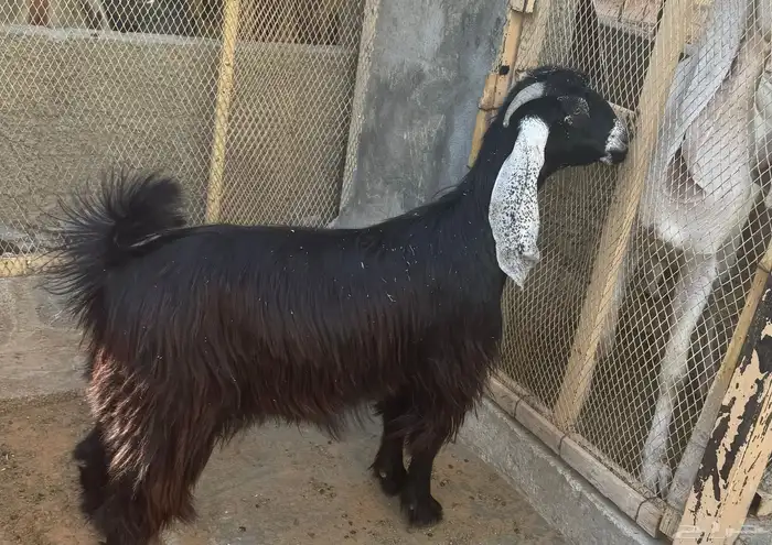 عنز عارضية جذعه للقناي   تم البيع 0