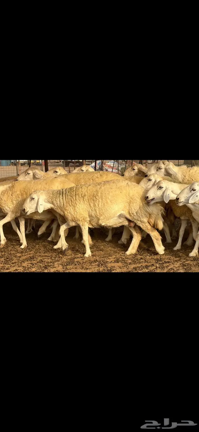 حريات حرش فواخر صنف ( تم البيع ) 16