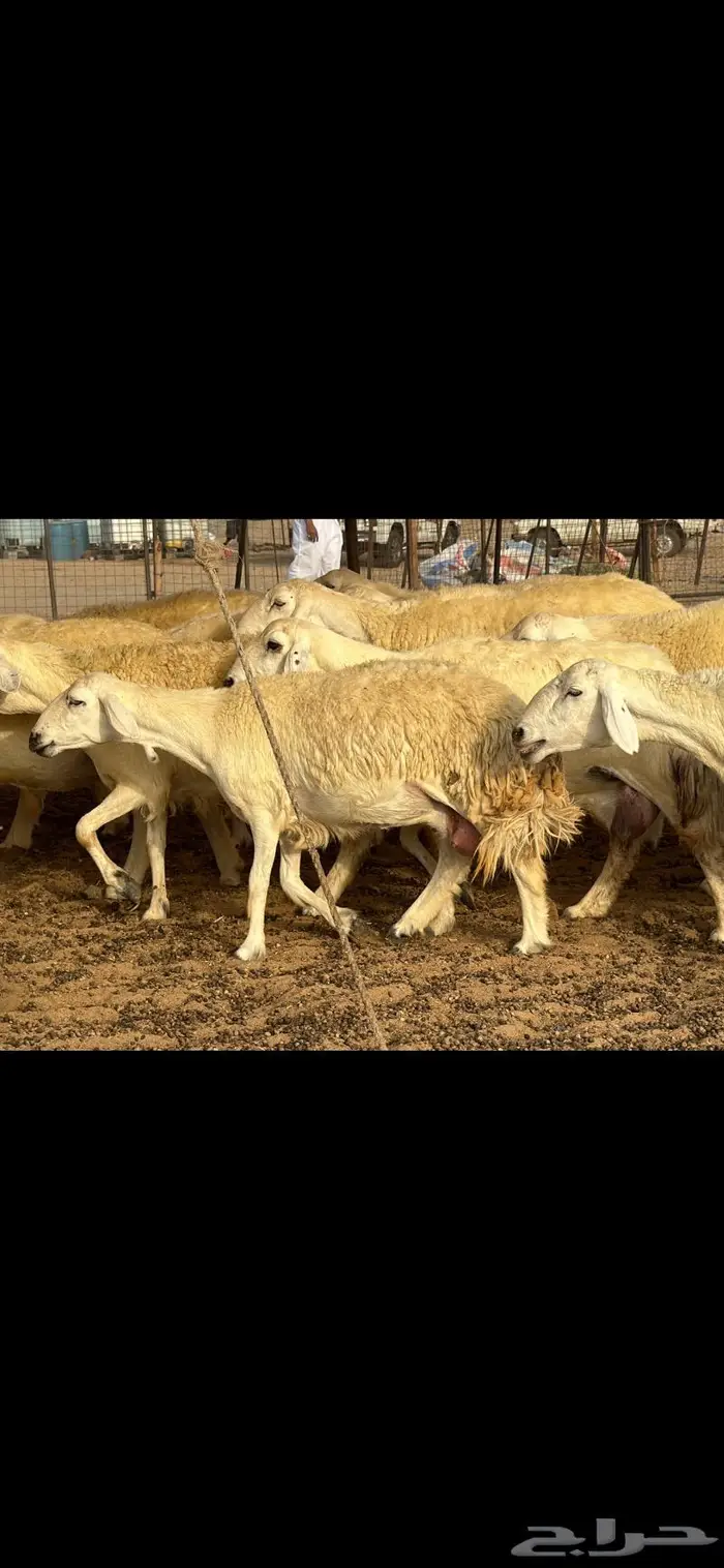 حريات حرش فواخر صنف ( تم البيع ) 19