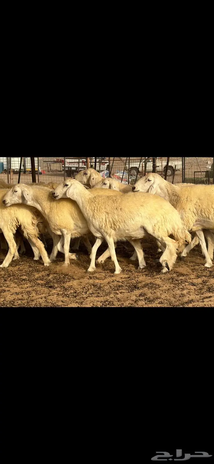 حريات حرش فواخر صنف ( تم البيع ) 24