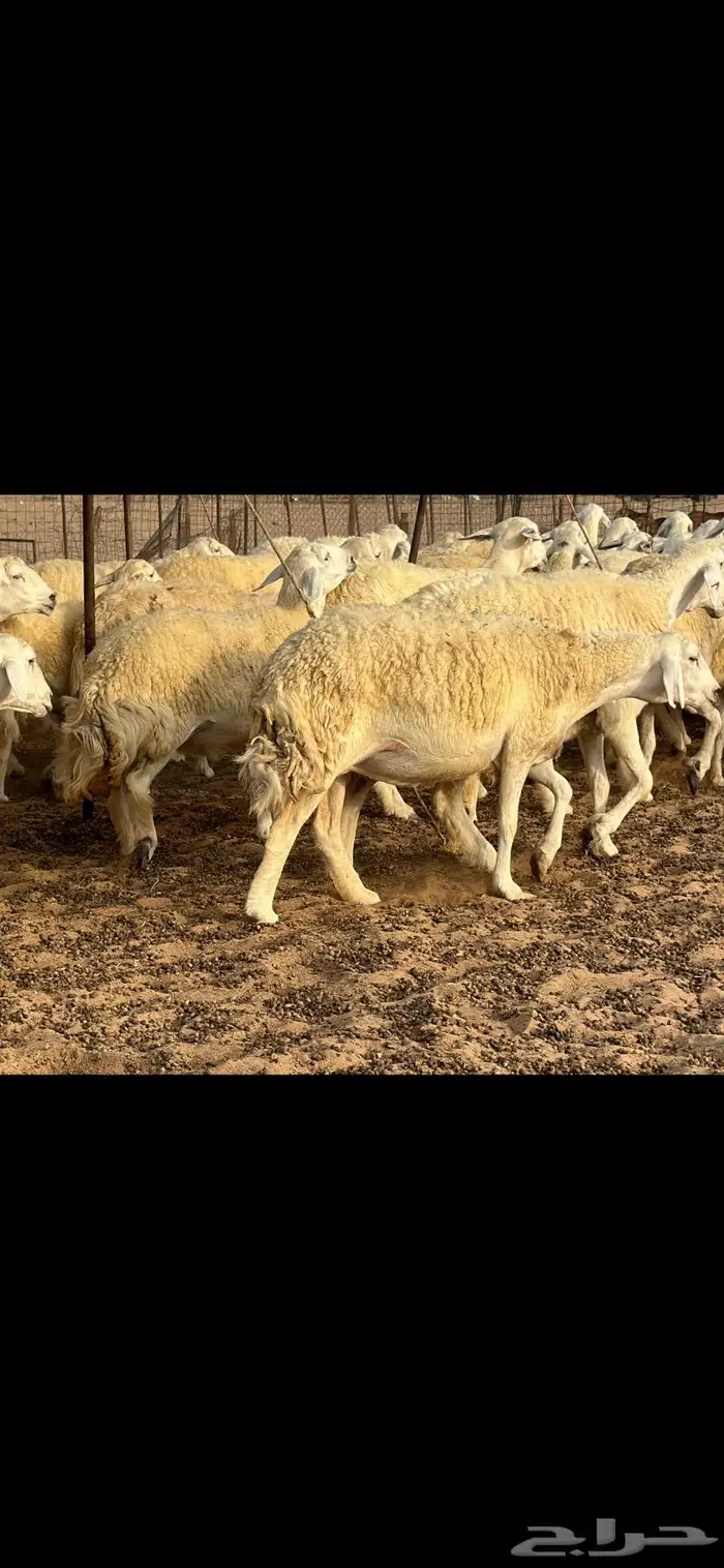 حريات حرش فواخر صنف ( تم البيع ) 26