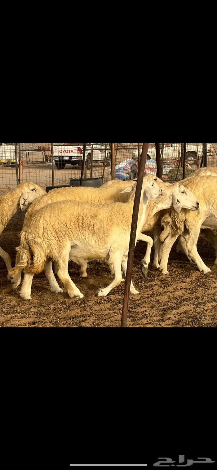 حريات حرش فواخر صنف ( تم البيع ) 27