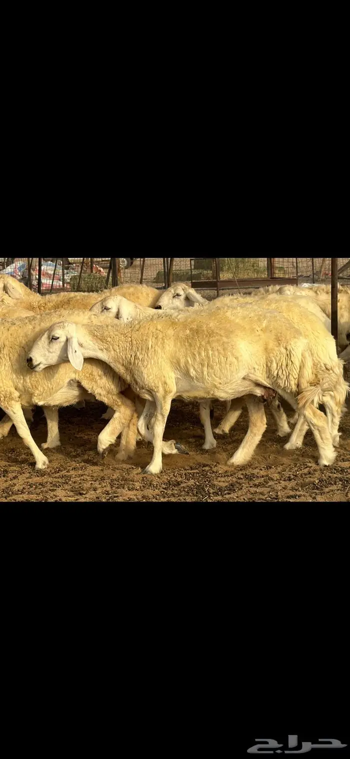 حريات حرش فواخر صنف ( تم البيع ) 2