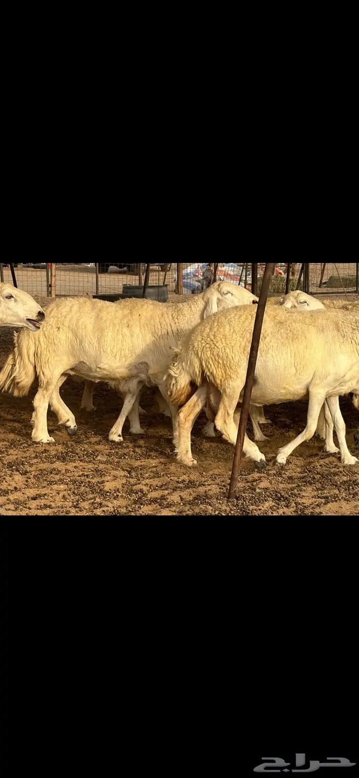 حريات حرش فواخر صنف ( تم البيع ) 3