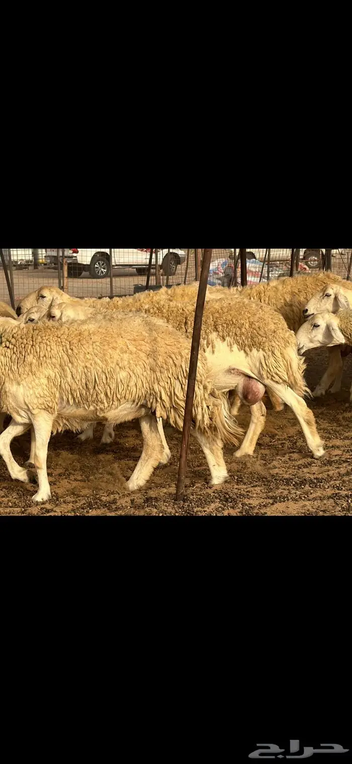 حريات حرش فواخر صنف ( تم البيع ) 5