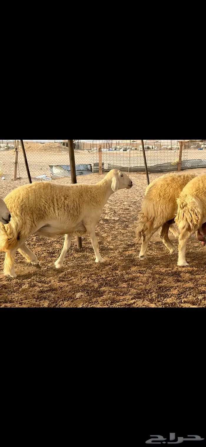 حريات حرش فواخر صنف ( تم البيع ) 4