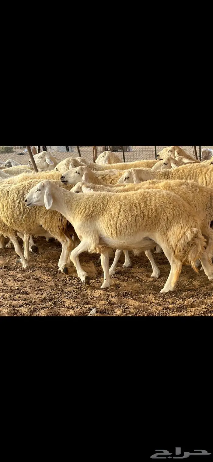 حريات حرش فواخر صنف ( تم البيع ) 6