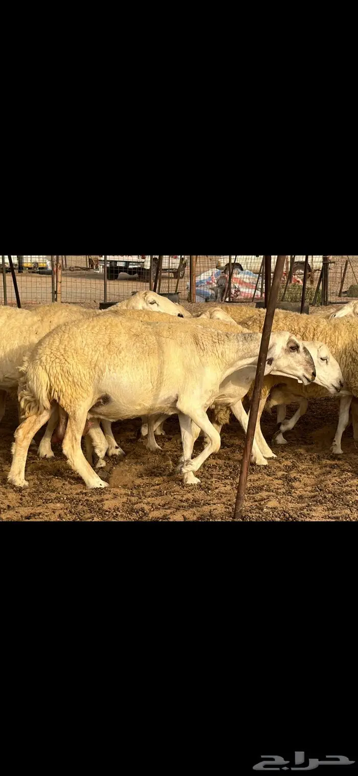 حريات حرش فواخر صنف ( تم البيع ) 8