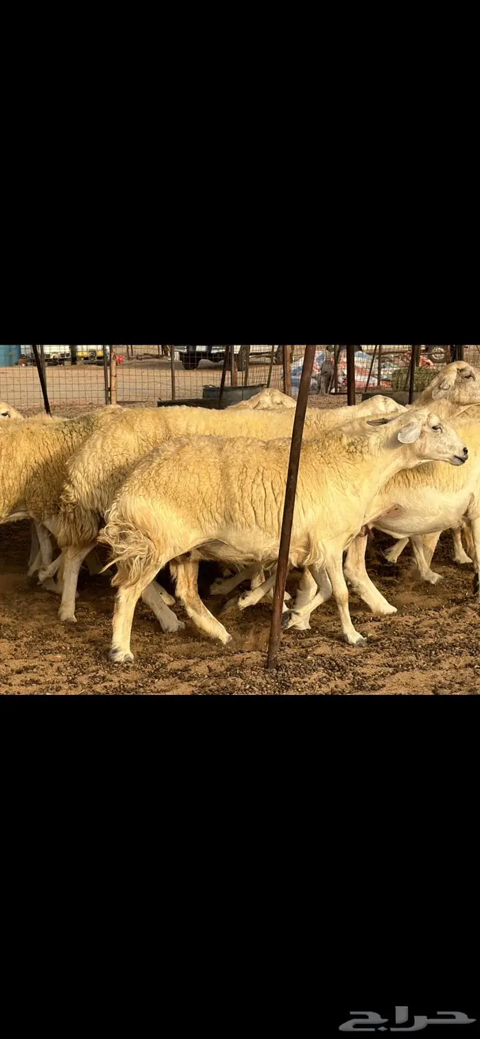 حريات حرش فواخر صنف ( تم البيع ) 9