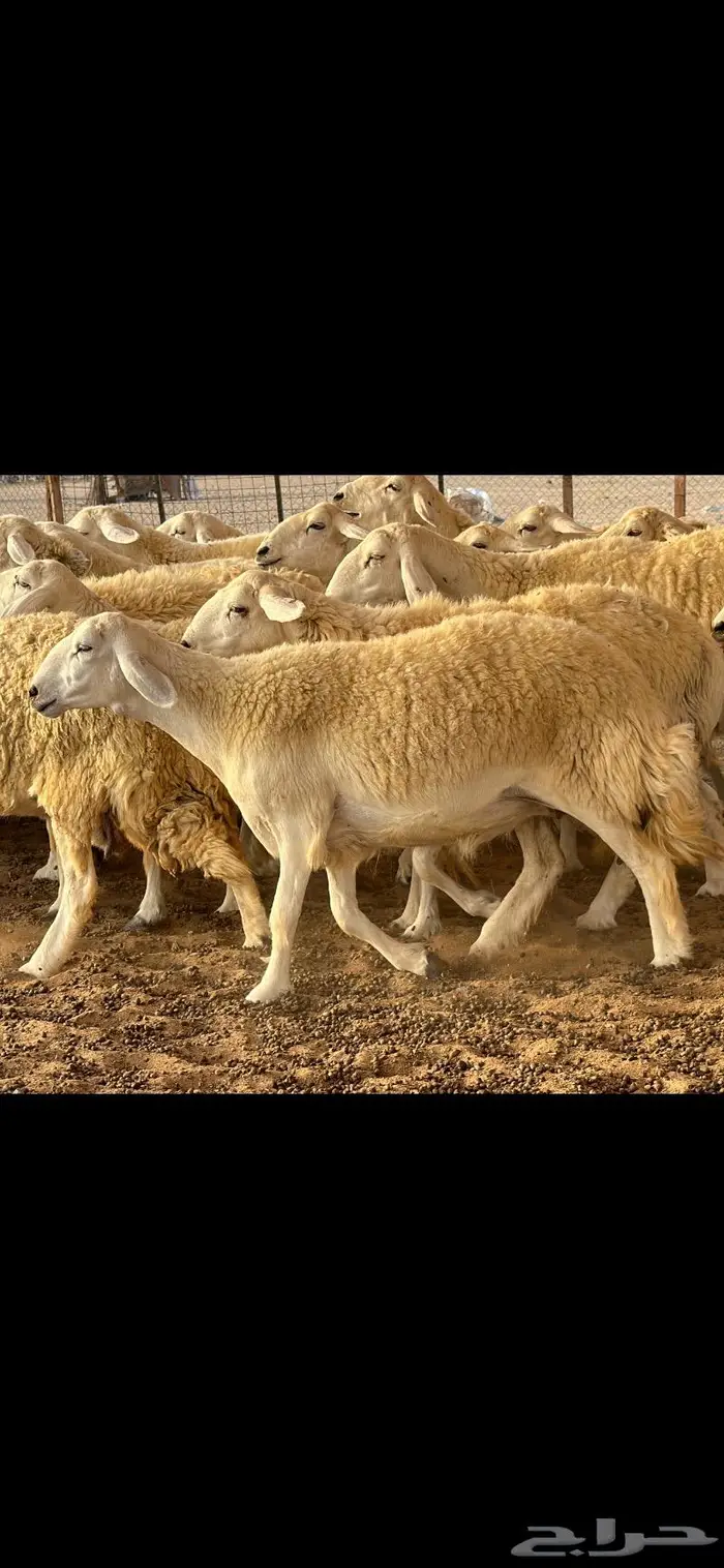 حريات حرش فواخر صنف ( تم البيع ) 11