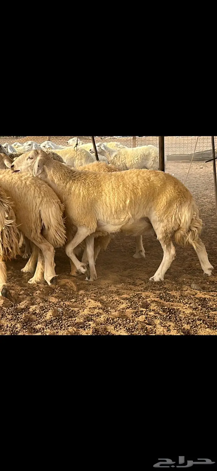 حريات حرش فواخر صنف ( تم البيع ) 12