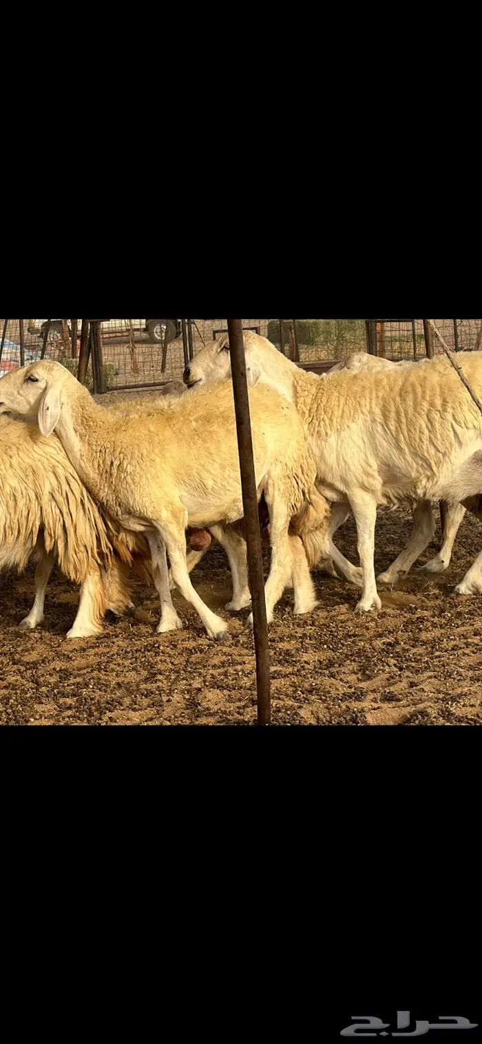 حريات حرش فواخر صنف ( تم البيع ) 14