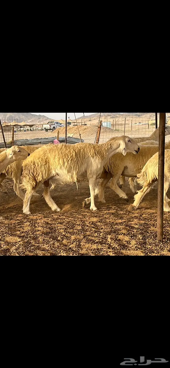 حريات حرش فواخر صنف ( تم البيع ) 13