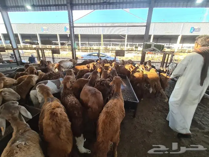 طليان سواكني مرباه مع الذبح و التوصيل 2