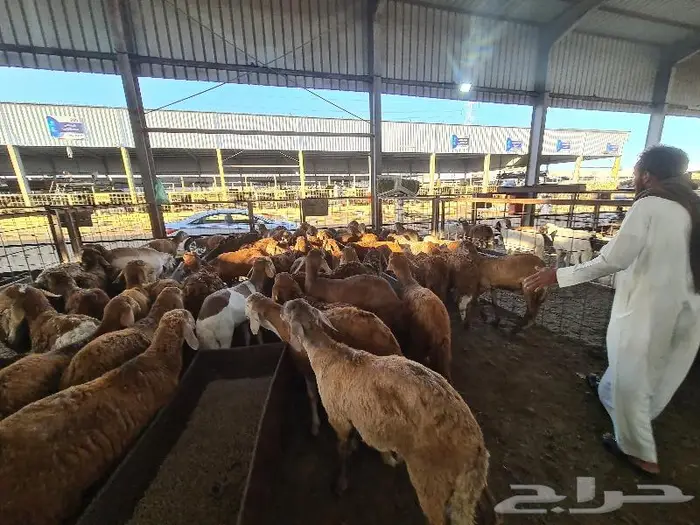 طليان سواكني مرباه مع الذبح و التوصيل 3