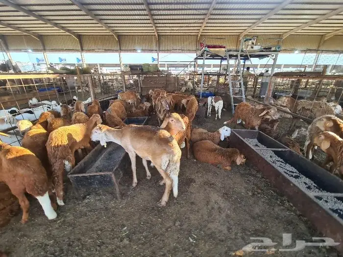 طليان سواكني مرباه مع الذبح و التوصيل 5