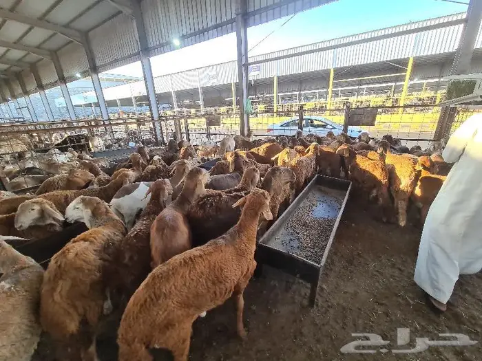 طليان سواكني مرباه مع الذبح و التوصيل 6