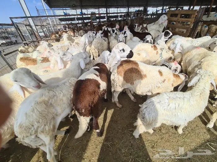 طليان سواكني مرباه مع الذبح و التوصيل 14