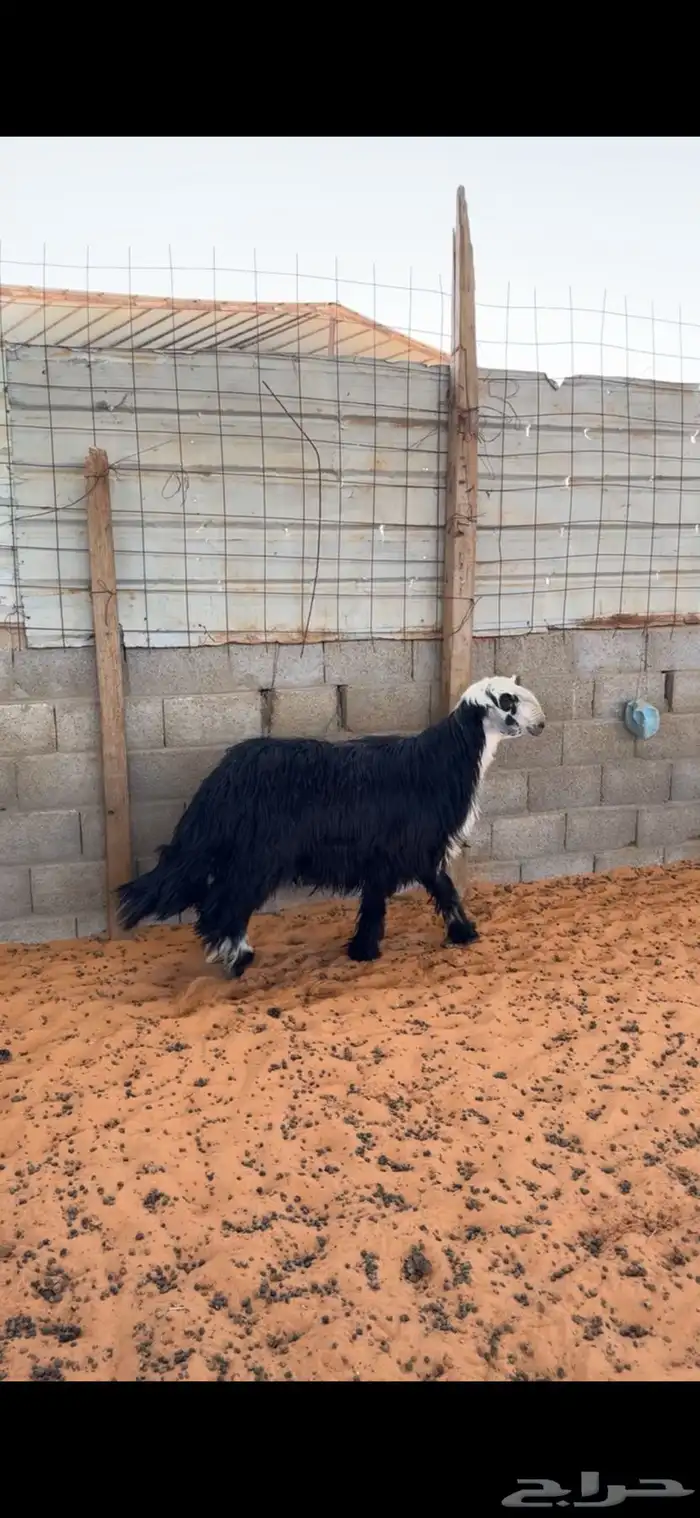 خروف نجدي 3